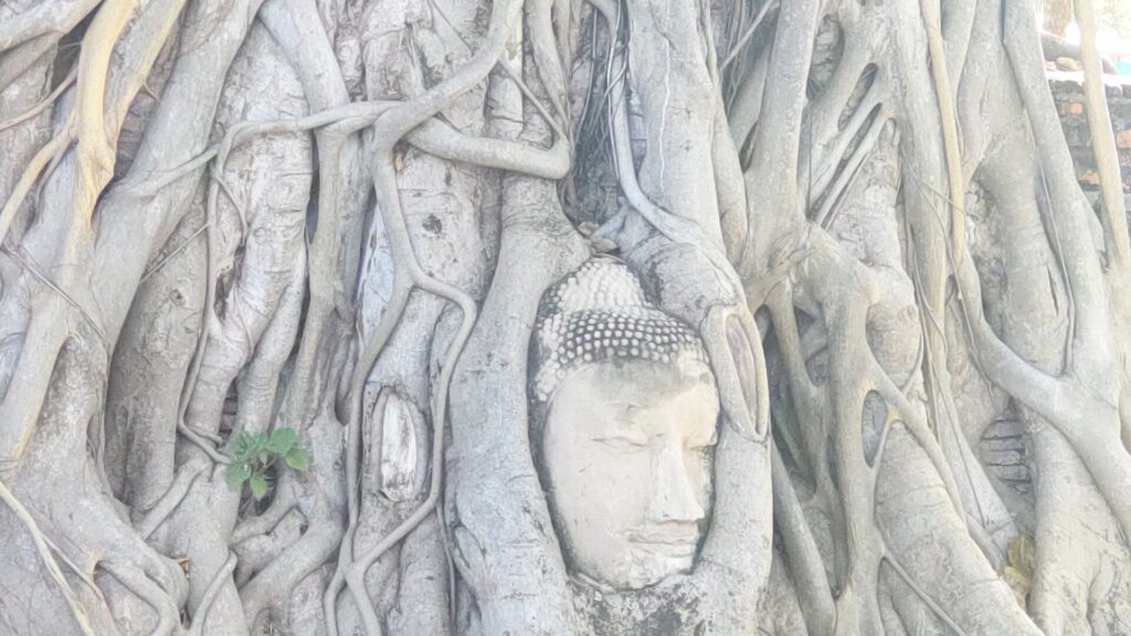 菩提樹の頭